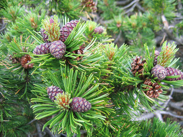 PINO (Pinus Pinaster)